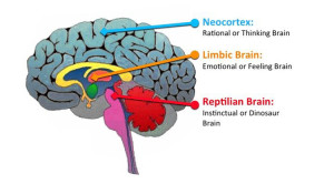 otak reptil, pengertian otak reptil atau batang otak, fungsi otak mamalia, otak limbik, karakteristik otak reptil, otak neokorteks, fungsi neokorteks